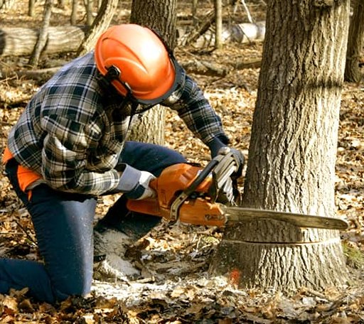 Tree Removal in Charlotteville, NY